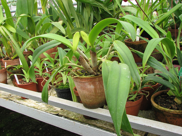 Фото орхидеи Potinara Twenty Four Carat 'Lea'