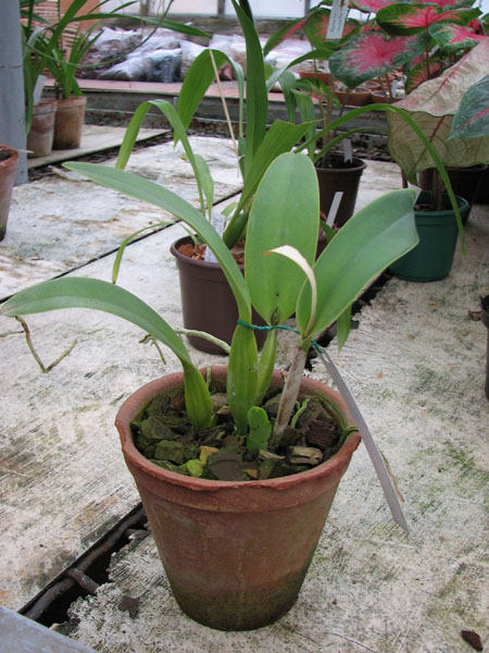 Фото орхидеи Cattleya quadricolor 'Pedra Azul' XXX x Cattleya quadricolor 'Pinta Labios'