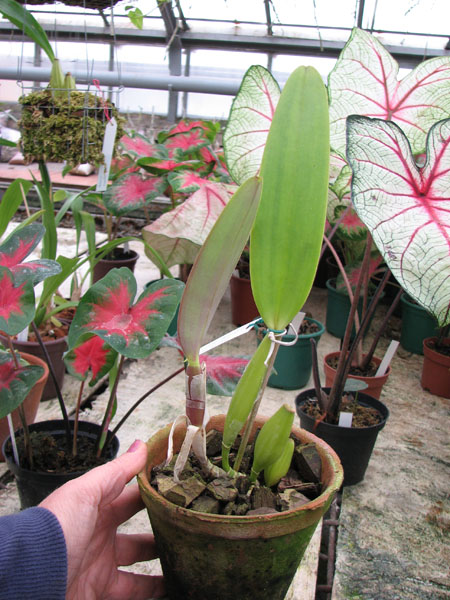Фото орхидеи Cattleya trianae tipo 'Fine Variety' (98-8) x Cattleya trianae 'India'