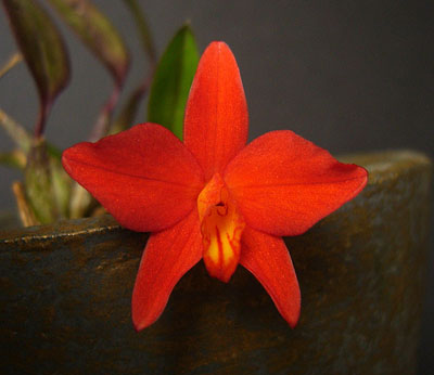 Как цветет орхидея Sophronitis coccinea var. xanthoglossa