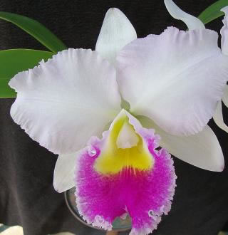 Фото орхидеи Brassolaeliocattleya Pastoral Pink Perl	 чехол 350 грн