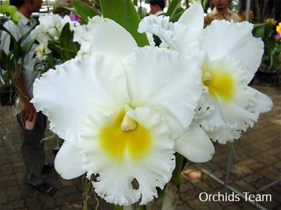 Фото орхидеи Brassolaeliocattleya Petch Sayam	FS	 128 грн.