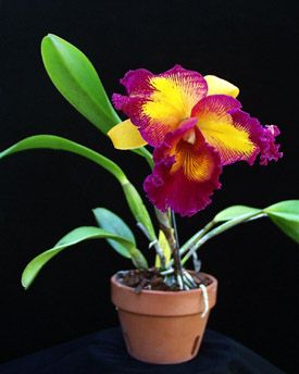 Фото орхидеи Brassolaeliocattleya Taiwan Queen 'Golden Monkey'	FS	 250 грн.