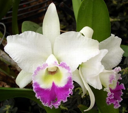 Фото орхидеи Brassocattleya Deesse Pakrathorn	 FS	 128 грн.