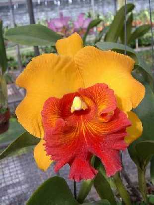 Фото орхидеи Brassolaeliocattleya Arom Gold	FS	 128 грн.