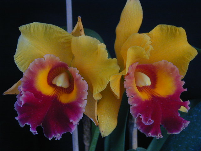 Фото орхидеи Brassolaeliocattleya Chunyeah 'Good Life'	FS	 250 грн.