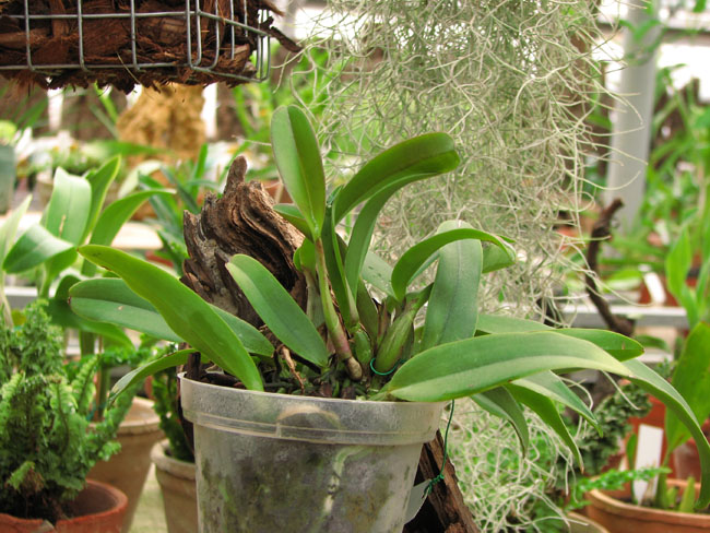 Фото орхидеи Cattleya walkeriana × Cattleya luteola
