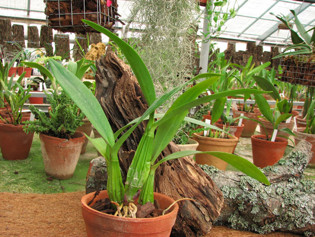 Фото орхидеи Laelia superbiens