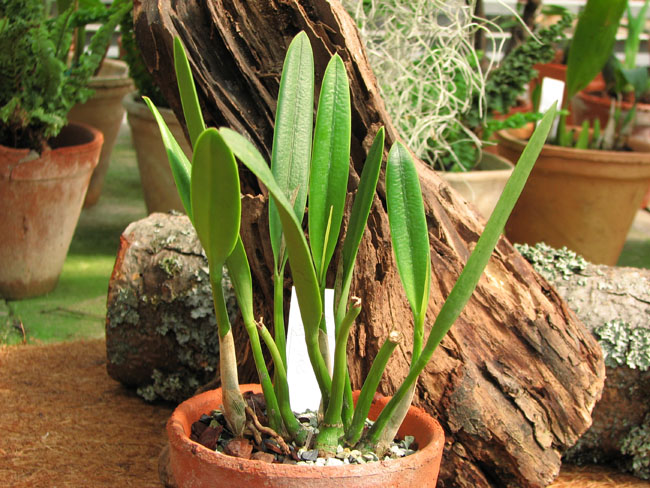 Фото орхидеи Laelia longipes