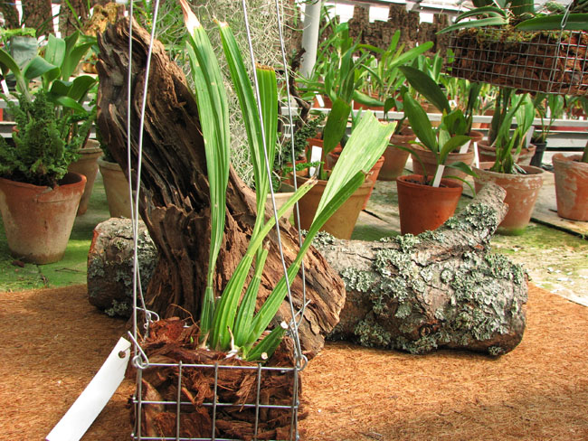 Фото орхидеи Coryanthes speciosa