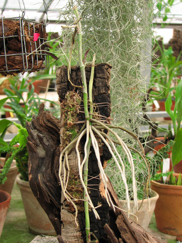 Фото орхидеи Barkeria scandens