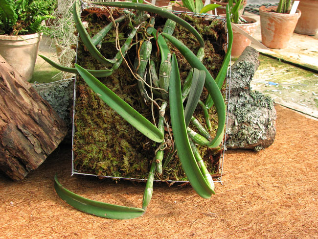 Фото орхидеи Coilostylis (Epidendrum) falcatum