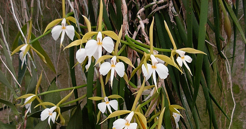 Как цветет орхидея Coilostylis (Epidendrum) falcatum