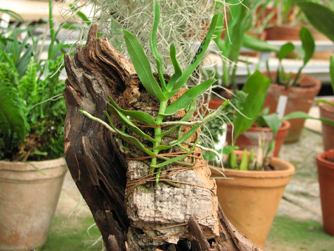 Фото орхидеи Oeoniella polystachys