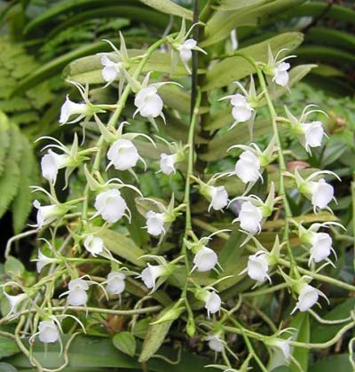 Как цветет орхидея Oeoniella polystachys