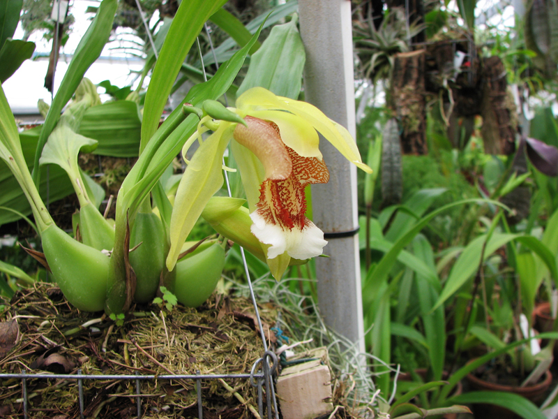 Фото орхидеи Coelogyne speciosa
