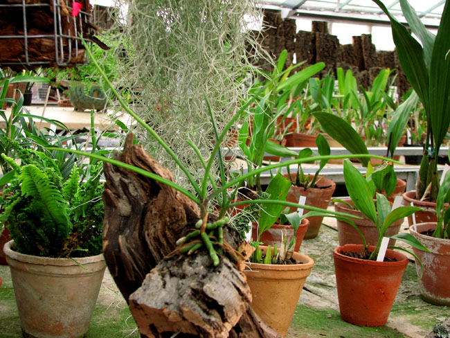 Фото орхидеи Holcoglossum wangii