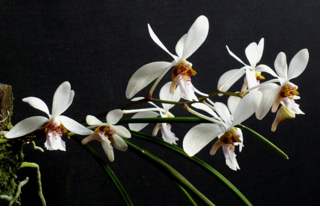 Цветок орхидеи Holcoglossum wangii