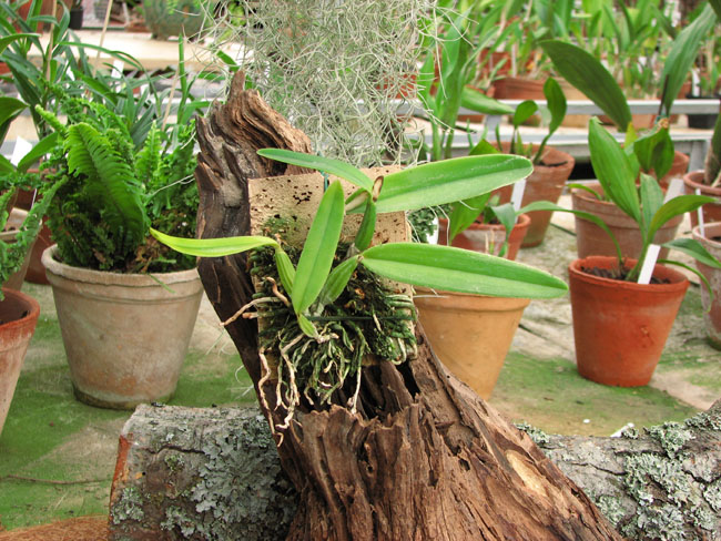 Фото орхидеи Cattleya luteola 'Big star'