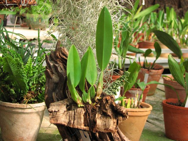 Фото орхидеи Laelia anceps var. alba