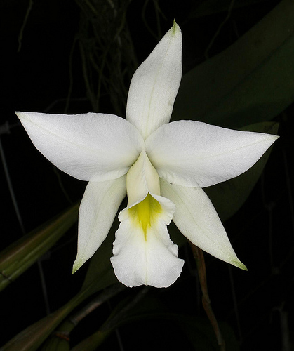 Laelia anceps var. alba цветок орхидеи