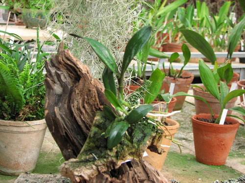 Фото орхидеи Laelia bahiensis