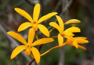 Laelia bahiensis цветок орхидеи