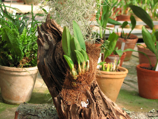 Фото орхидеи Laelia sincorana var. oculata