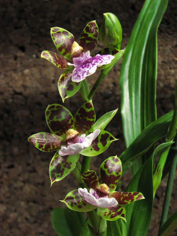 Фото орхидеи Zygopetalum hybrid