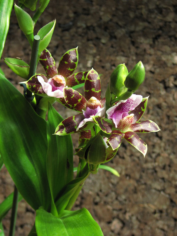 Ароматная орхидея Zygopetalum hybrid