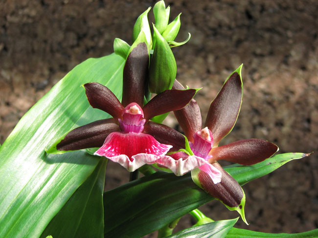 Zygopetalum hybrid фото орхидеи