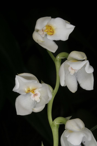 Osmoglossum egertonii цветение орхидеи