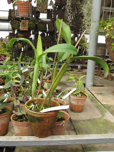 Фото орхидеи Cattleya skinnery