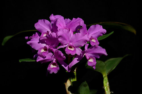 Cattleya skinnery цветение орхидеи