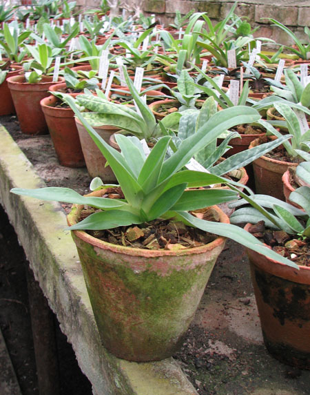 Фото орхидеи Paphiopedilum (Avalon Mist x pineapple Thai papilio) x philippinense
