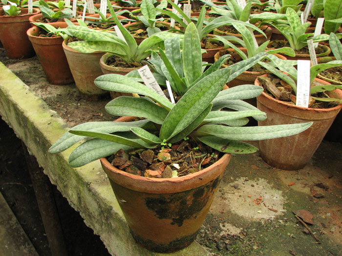 Фото орхидеи Paphiopedilum micranthum x philippinense