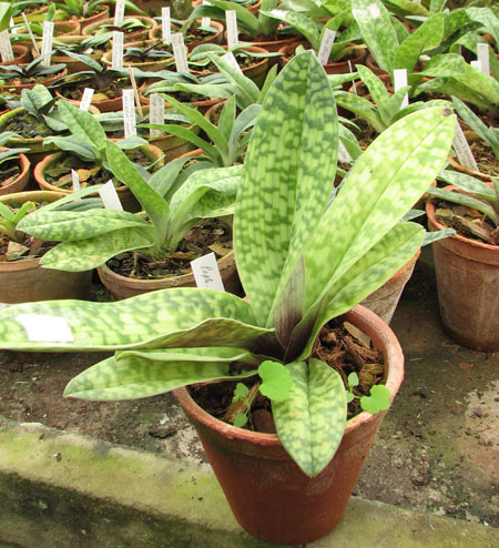 Фото орхидеи Paphiopedilum Hung Sheng Red Apple