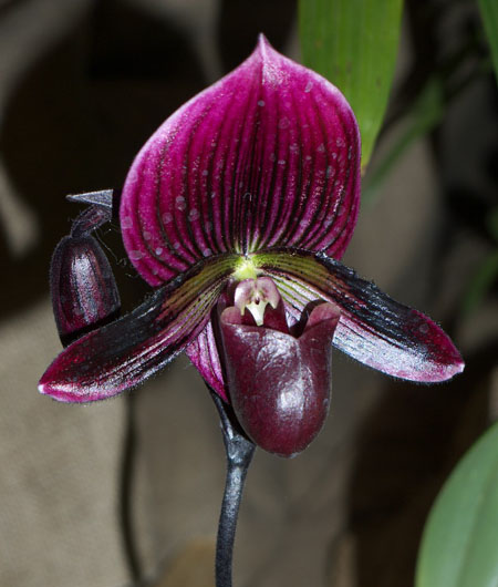 Paphiopedilum Hung Sheng Red Apple цветение орхидеи