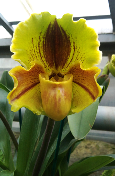 Paphiopedilum Lippewunder hybrid фото орхидеи