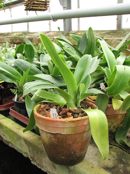 Фото орхидеи Paphiopedilum (Hotspot x Signature) x Weihnachtsblueher