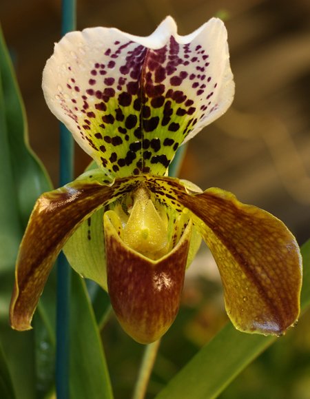 Paphiopedilum (Hotspot x Signature) x Weihnachtsblueher фото орхидеи