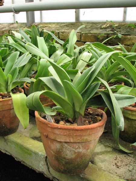 Фото орхидеи Paphiopedilum Casablanca x Mingo