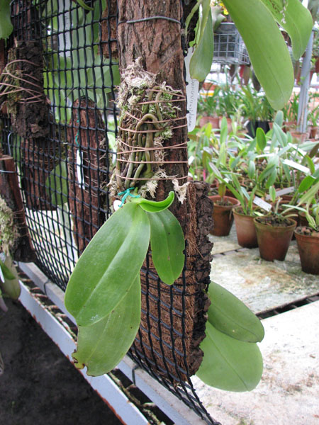 Фото орхидеи Phalaenopsis lueddemanniana 'Pulchra
