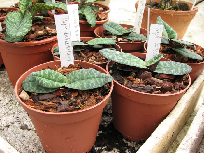 Фото орхидеи Paphiopedilum bellatulum