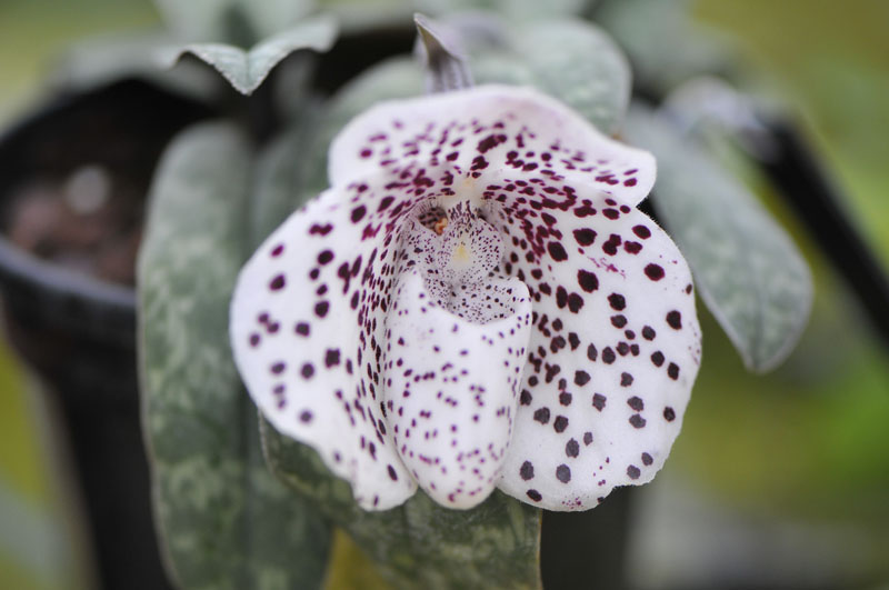 Paphiopedilum bellatulum фото орхидеи