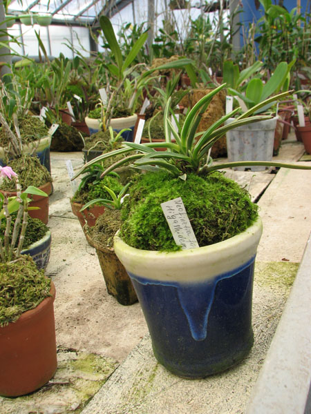 Японская орхидея Neofinetia falcata Higashidemiyako