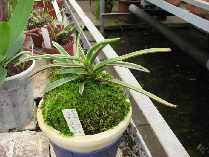 Миниатюрная орхидея Neofinetia falcata Higashidemiyako