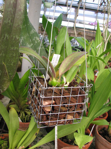 Фото орхидеи Laelia alaori x sincorana