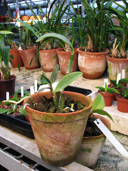 Фото орхидеи Cattleya violacea tipo 'Golias' x SELF