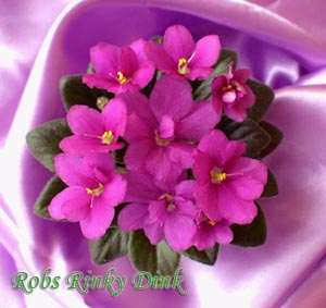 Одна из любимиц миниатюрка Robs Rinky Dink <br />Диаметр розетки 11см.